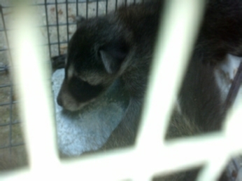 Raccoons trapped in New Orleans