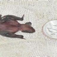 Bat pup - next to a quarter