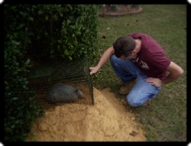Armadillo trapper getting rid of an armadillo in Slidell