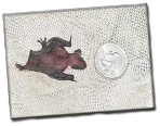 How big is a baby bat in New Orleans