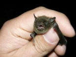 adult bat not baby
