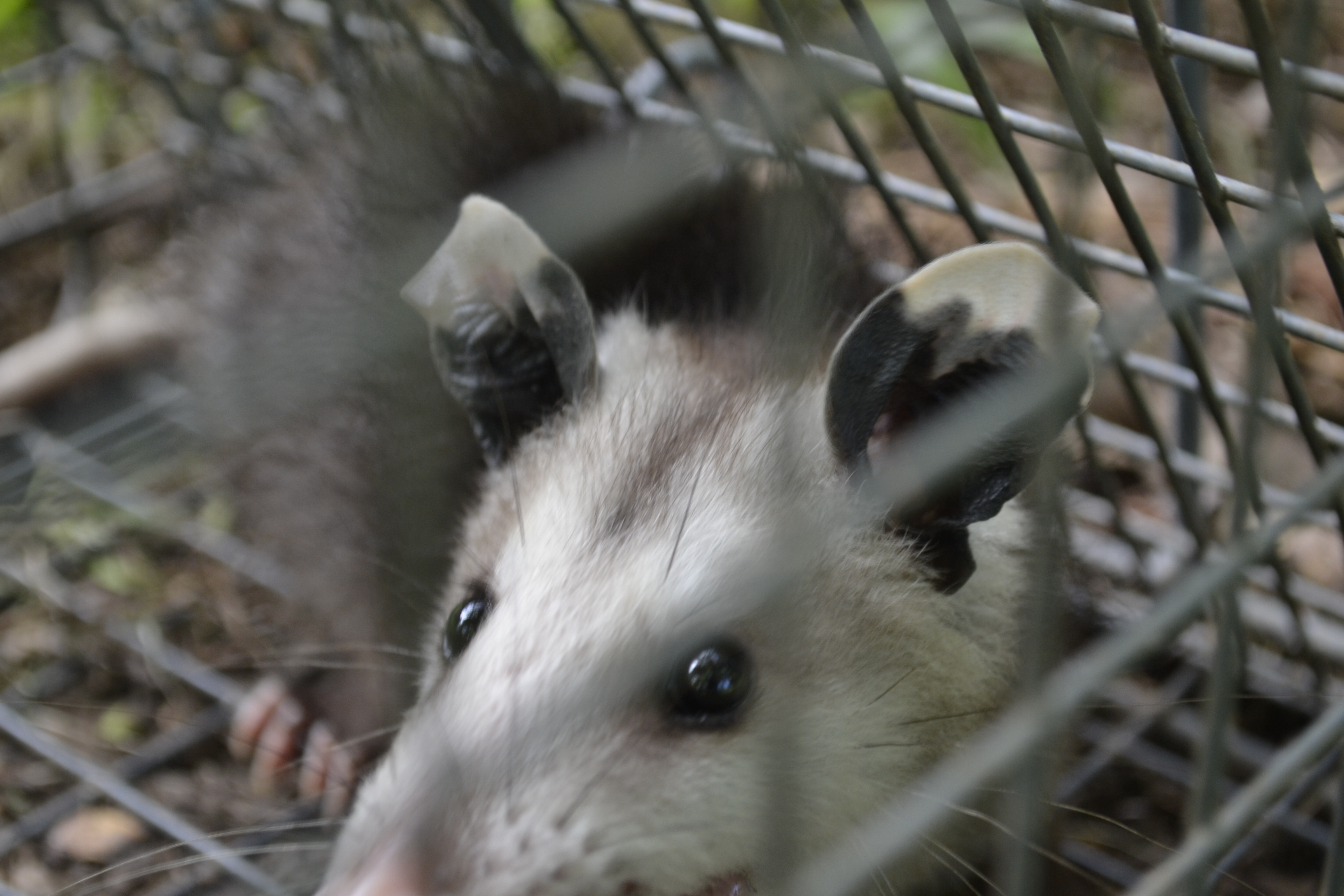 Opossum - New Orleans