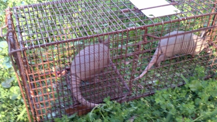 Two armadillos in the same trap!