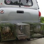 Trapped armadillos going for a ride