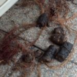 Some more of the fecal matter of a raccoon. Raccoon Poop 2