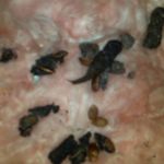 raccoon feces raccoon feces