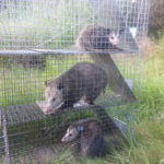 A Passel of Opossums A Passel of Opossums