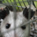 The evil eye of the opossum The evil eye of the opossum