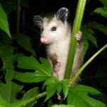 Young Oppossum Young Oppossum