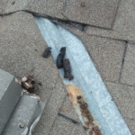 raccoon poop on roof raccoon poop on roof