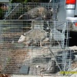3 Opossums Trapped 3 Opossums Trapped