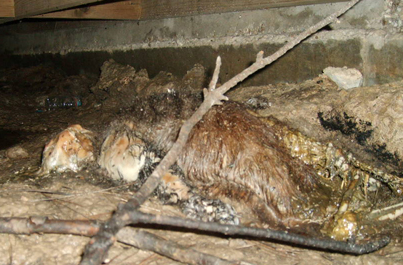 Dead animal attic insulation cleanup - This is nasty contaminated insulation