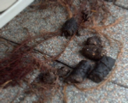 raccoon poop
