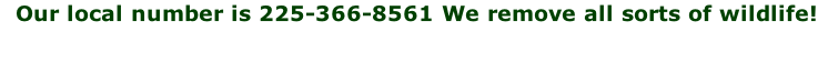 Our local number is 225-366-8561 We remove all sorts of wildlife!